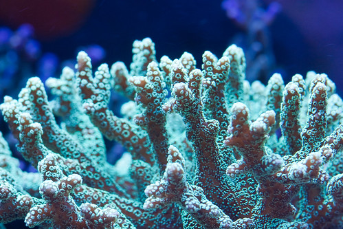 20d coral canon fishtank corals saltwater montipora atlantisaquariums