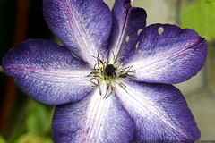 purple flower in paula's garden    MG 8242 
