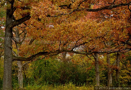 park autumn trees red orange plants color green fall nature beautiful beauty leaves lines yellow clouds forest woodland landscape leaf illinois woods flora nikon october scenery quiet peace fallcolor geneva natural cloudy branches scenic peaceful tranquility overcast calm il foliage serenity pensive serene paintshoppro trunks kanecounty kane forestpreserve preserve tranquil q3 2010 horizontallines magicforest woodlot fabyanforestpreserve countypark verticallines d90 fabyan kanecountyforestpreserve contempletive forestpreservedistrictofkanecounty genevaarea ldoctober genblog ld2010 ©jimfraziercom 101023d wmembed