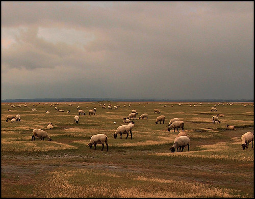 sky storm france clouds sheep pasture lemontsaintmichel bassenormandie vanagram