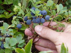wild blueberries 