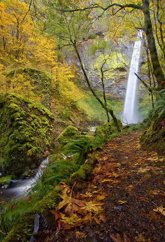 autumn trees wild green fall leaves oregon forest outdoors gold golden interestingness maple interesting woods stream path scenic explore greens pacificnorthwest tall oranges deciduous cascade intothewoods serenitynow elowah explored yeonstatepark columbiagorgenationalscenicearea