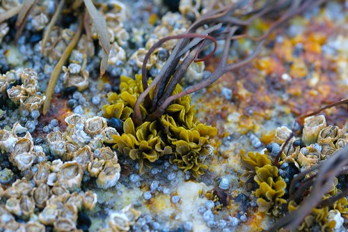 usa seaweed earth unitedstatesofamerica maine georgetown handheld tidepool 2007 tidepooling canonef100mmf28macrousm