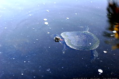 santa barbara tortoises (or turtles?)    MG 2594 