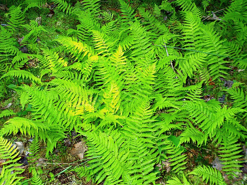 trip fern green geotagged wv westvirginia pocahontascounty rcvernors