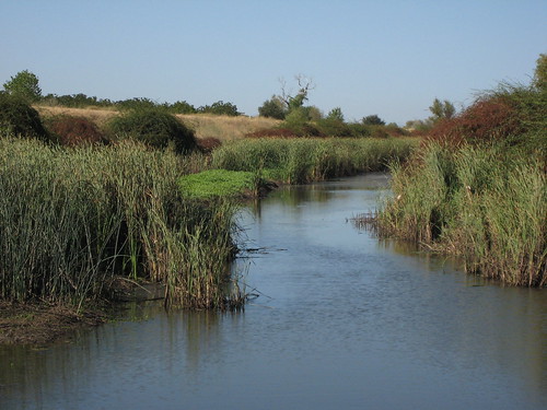 water reeds ditch irrigation