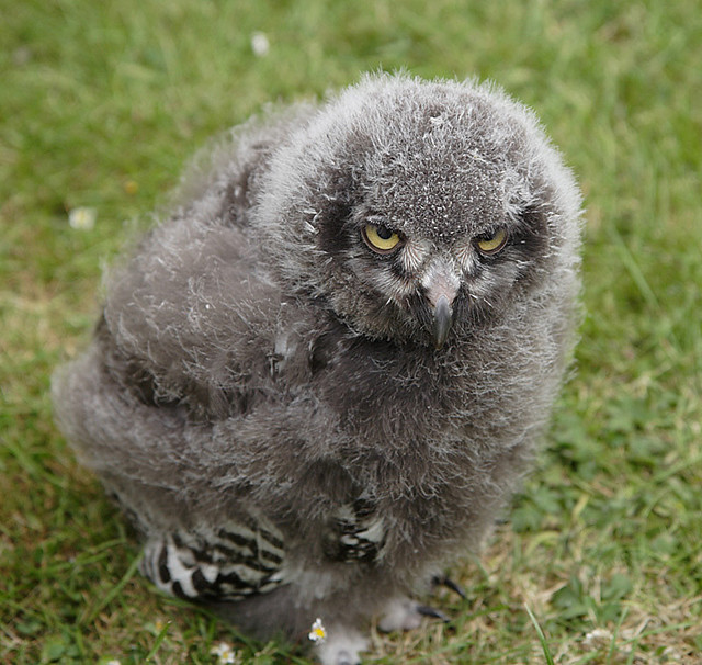 Baby snowy owl | Flickr - Photo Sharing!