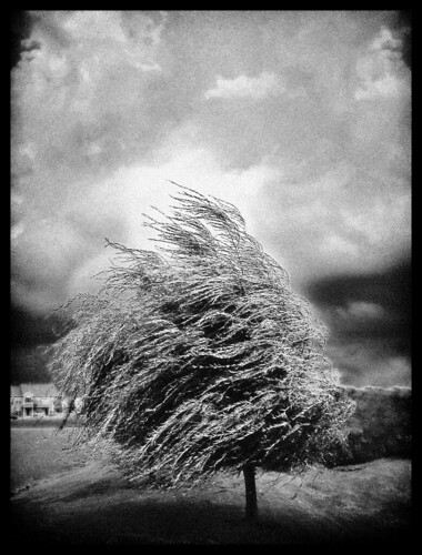 life portrait sky blackandwhite bw white storm black tree art classic love nature monochrome beauty leaves weather clouds landscape geotagged mono design illinois movement nikon sad artistic wind action character border gray grain windy blowing stormy stretch victory blow spooky nostalgia willow independent ethereal depression infrared desaturated lonely grainy grayscale stark gusty romeoville stress bnw entwine courage stormyweather strain blown gust bending blustery inclement arboreal nikon3200 blogrodent august2008 richtatum artlegacy fiveflickrfavs geo:lat=41622085 geo:lon=88128422 capturedphotocontestinhabitat