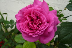 French Rose - Photo of Baudement