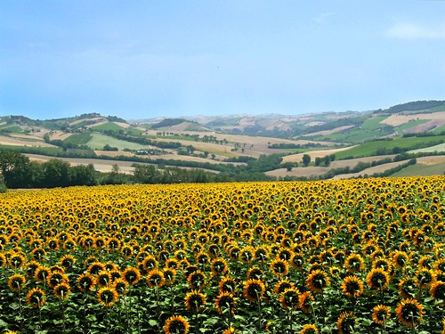 flowers italy landscapes