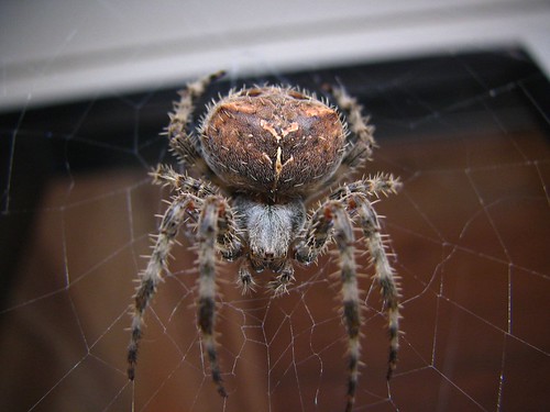 macro canon spiders web orb northdakota weaver sawyer supermacro s3is