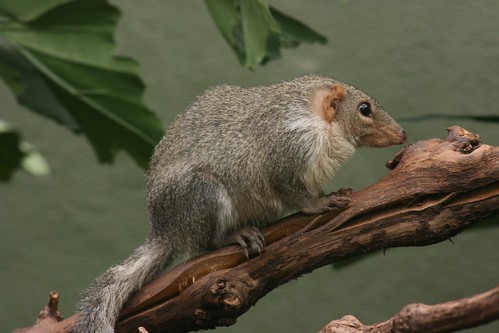 Photo of a common treeshrew chilling on a branch.