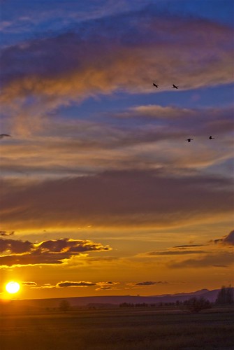 sunset nature birds washington aves othello sandhillcranes