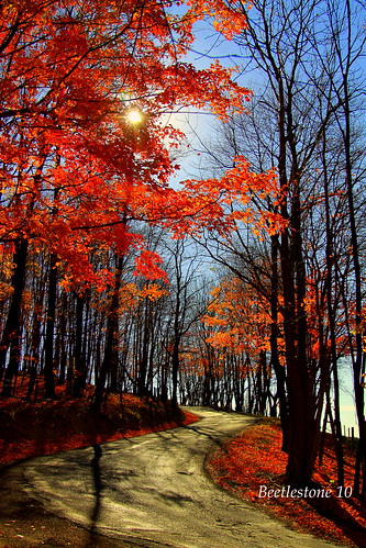 road autumn trees red sun color fall