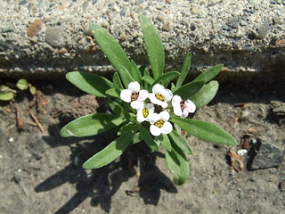Sidewalk flower