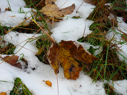 autumn winter snow cold leaf tgif ©allrightsreserved motive4u2see