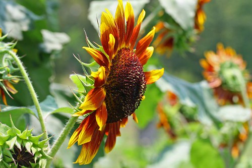 flowers anawesomeshot sunflowersmacro