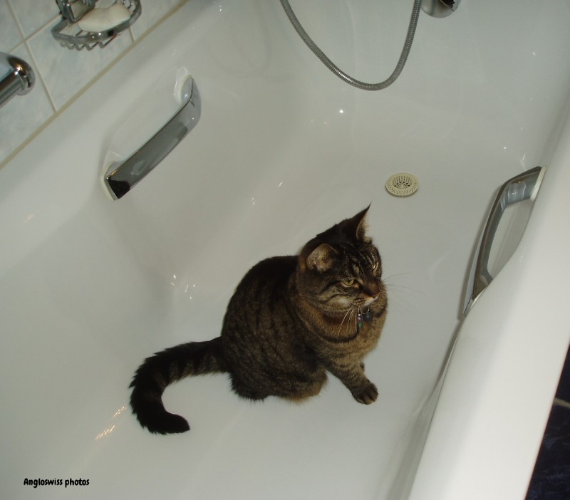 Tabby in the bath