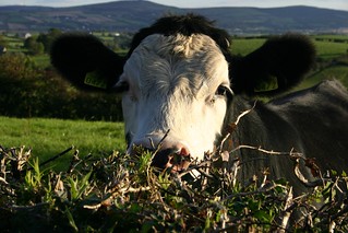 cow peering over hedge