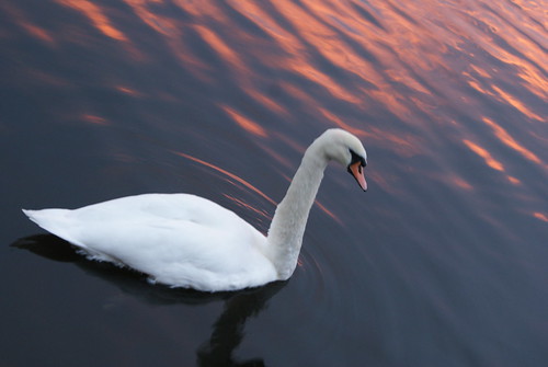 sunset white lake sunrise river swan abigfave