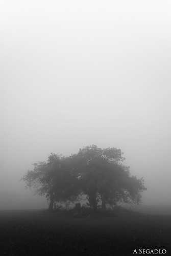 trees bw mist black tree rain fog germany with empty country dust