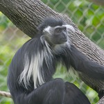 Angola Colobus Monkey #7