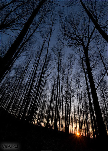 wood trees winter sunset italy alberi forest naked italia tramonto chestnut inverno bosco roccapriora castelliromani castagneto ceduo valerioifoto