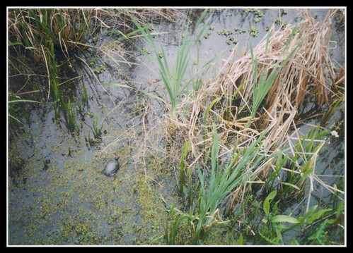 orange nature animals outdoors texas turtle wildlife marshland wetland swampland texaswelcomecenter