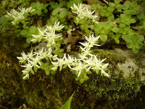 geotagged tennessee crassulaceae sedum hamiltoncounty stonecrop sedumternatum northchickamaugacreekgreenway geo:lat=351173 geo:lon=852242