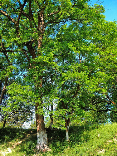 tree green geotagged romania ela 2007 salaj 15000views anawesomeshot top20green superhearts iunie2007 treznea geo:lat=47105522 geo:lon=23110578