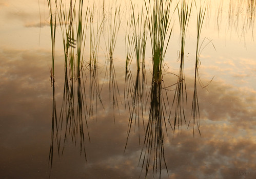 ontario canada reflection water clouds sunrise reeds pond earlymorning calm reflected 1855mm nikkor thunderbay d40 nikond40