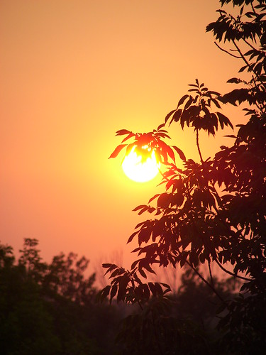 sunset sky sun tree