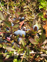 Blueberries before picking 