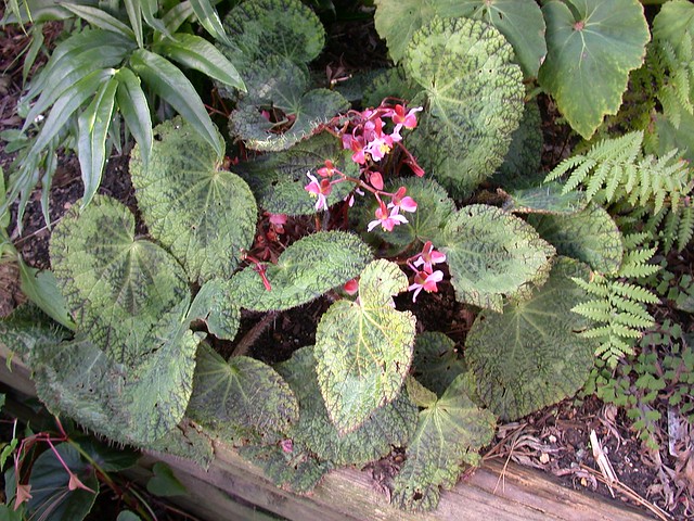 Begonia sizemoreae