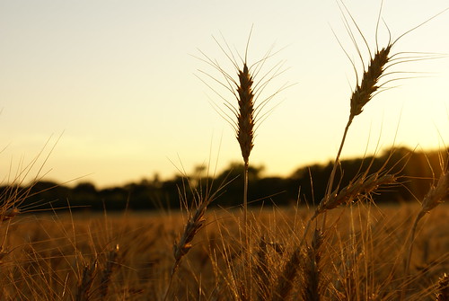 family sunset farm wheat kansas 2007