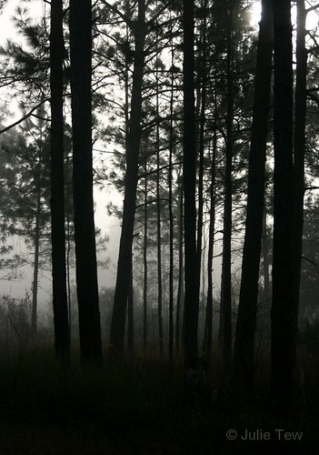 morning trees mist fog sunrise dark moody florida pines fl nwr stmarksnwr