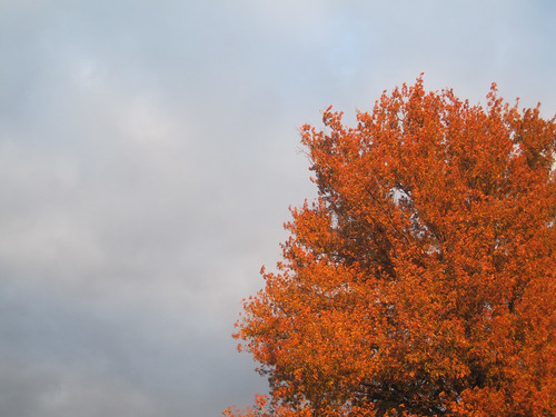 sunset sky orange cloud tree fall leaves clouds leaf md