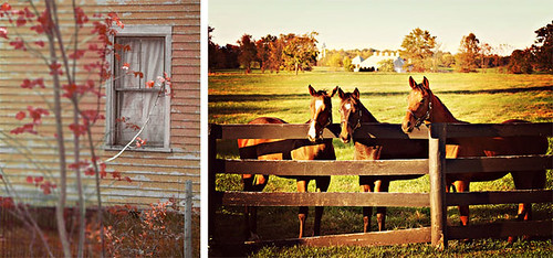 autumn trees light sunset horse brown sun fall field yellow barn fence gold golden virginia haze farm echo pasture va homestead middleburg collaboration foals