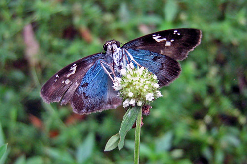 brazil butterflies skippers quadrus hesperiidae pyrginae bahiabrazil entreriosbahiabrazil12s38w commonblueskipper quadruscerialis landingposture