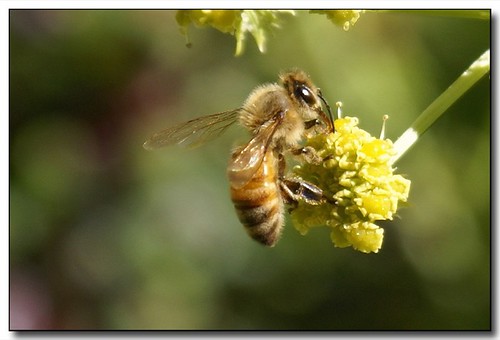 macro garden moscow idaho honeybee palouse lovage