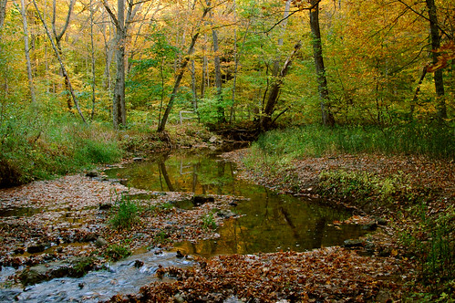statepark autumn fall nature minnesota forest mn nerstrand bigwoodsstatepark minnesotastatepark