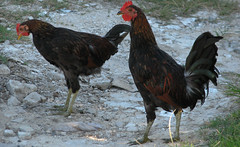 Bermuda hens