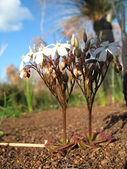 Drosera Erythrorhiza subsp collina ? flower