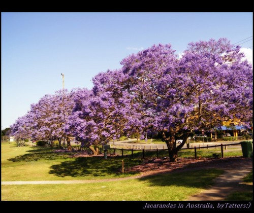 flowers trees purple australia jacaranda processed orton дерево bignoniaceae 2photos goodna colorphotoaward flowerstree джакаранда жакаранда