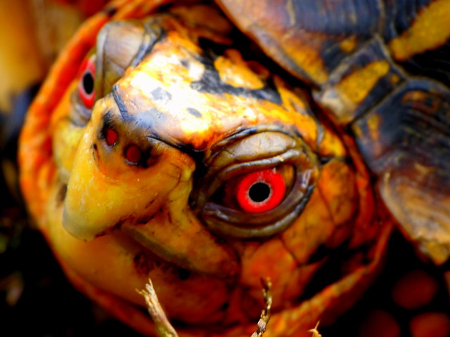 Box turtle at Mason Neck State Park