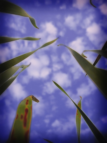 park blue portrait sky macro nature grass closeup clouds geotagged illinois nikon details marsh romeoville blades nikon3200 august2007 blogrodent richtatum geo:lat=41622093 geo:lon=88128558