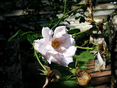 Rose Garden, Raleigh NC 6712