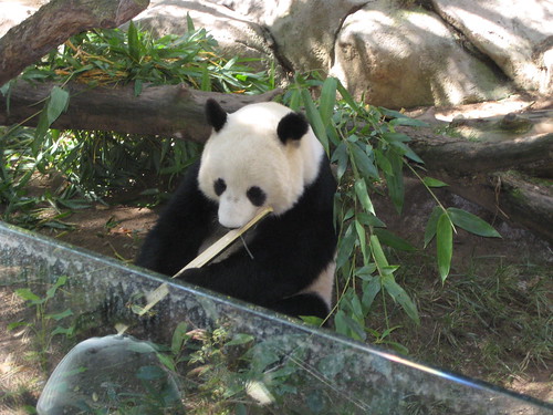 Panda still eating