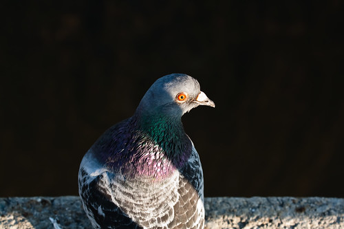 birds pigeon