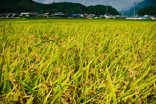 field japan rice filter